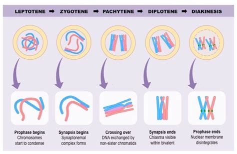 prophase one | Meiosis, Biology notes, Study biology