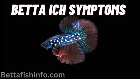 Betta Fish Ich, How to Identify and Treat, A Complete Guide