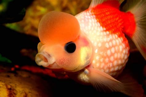 Pearlscale Goldfish: Caring for this Jewel of a Fish • Fish Tank Advisor