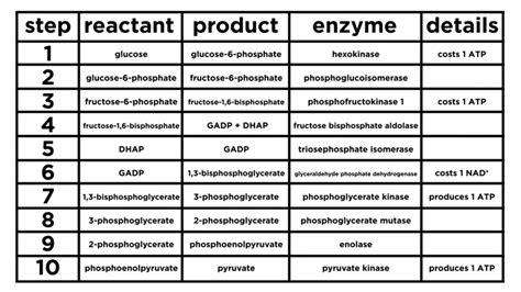 10 Steps of Glycolysis ~ Biotechfront