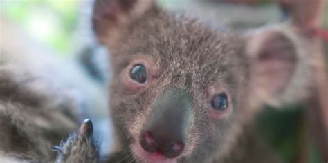 Baby Koala Born At Australian Zoo Will Steal Your Heart | The ...