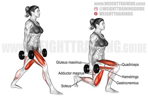 Dumbbell split squat exercise instructions and video | weighttraining.guide