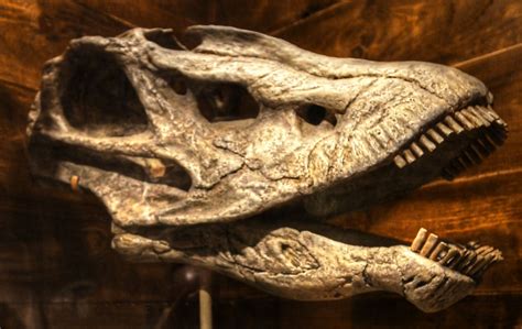 Crâne d'un Seismosaurus, New Mexico Museum of Natural History and ...