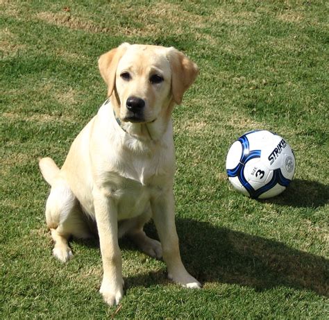 Labrador Retriever - Simple English Wikipedia, the free encyclopedia