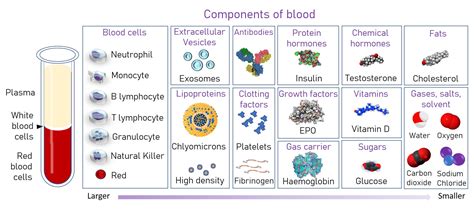 The components of blood