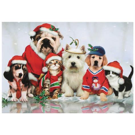 Cats & Dogs Christmas Card 10 Card Box C73787