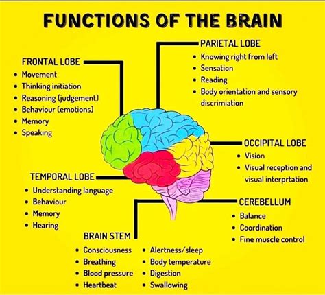 Functions of the brain | Brain anatomy and function, Basic anatomy and ...