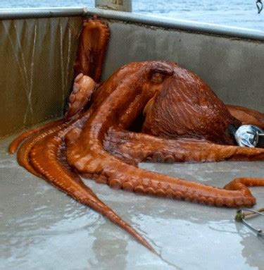 Giant Pacific Octopus Species Profile, Alaska Department of Fish and Game