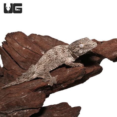 Baby GTX Leachianus Geckos (Rhacodactylus leachianus) For Sale ...