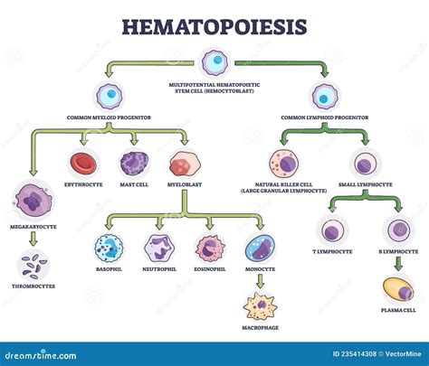 Hemocytoblast Cartoons, Illustrations & Vector Stock Images - 13 ...