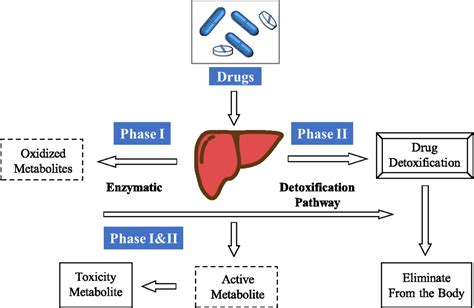 Frontiers | Deep Learning Based Drug Metabolites Prediction