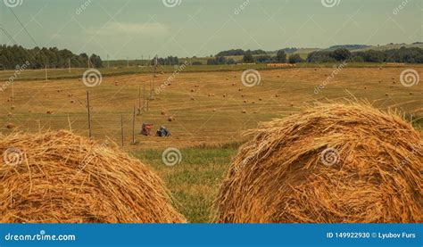 Hayfield. Hay Harvesting Sunny Autumn Landscape. Rolls of Fresh Dry Hay ...