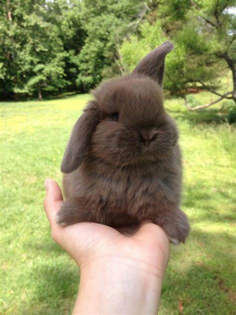 Our Holland Lop chocolate bunny, Mocha | Dwergkonijn, Huisdier konijnen ...