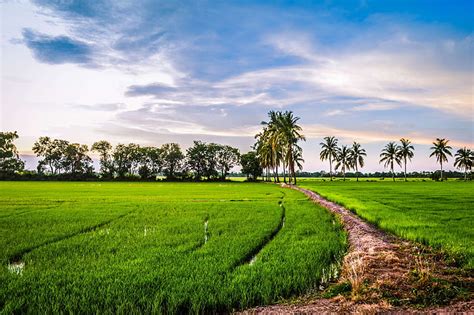 Free download | HD wallpaper: afternoon, rice field, plant, sky ...