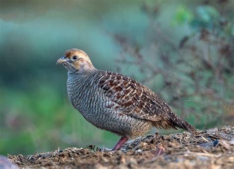 Scientific Name of Partridge, Ptarmigan | Teetar , Chakor ka vaigyanik ...