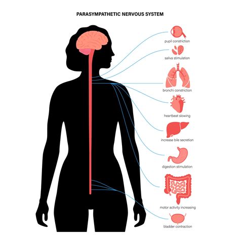 What Does The Parasympathetic Nervous System Do?