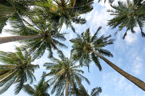 Due to climate change, Miami Beach moving away from palm trees to ...