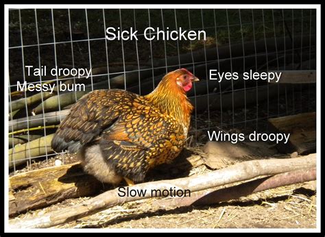 Woodville Ace Chicken Blog: Common Poultry Diseases