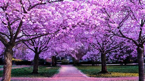 Purple Cherry Blossom Wallpaper