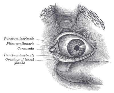 Palpebral fissure - Wikiwand