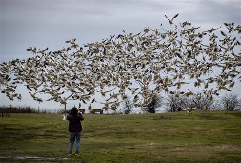 Tool that tracks birds’ migration patterns could aid in conservation ...