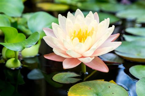 Zen Garden With Waterlily Poster -Image by Shutterstock 超人気高品質