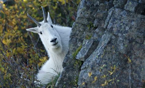 Tom Kogut Photography | Pacific Northwest: Wildlife (except birds ...