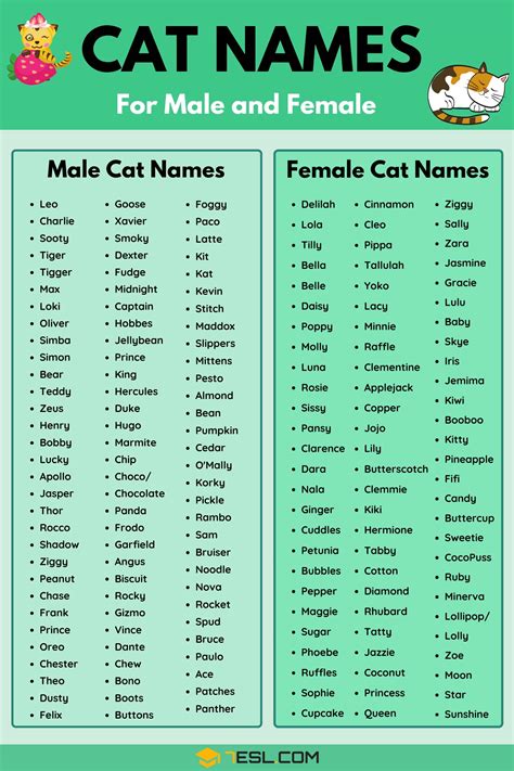 Tên mèo đực/Male Cat Names – Việt Coder