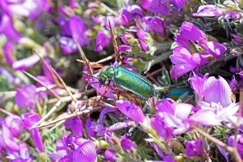 Green Beetle on Pink Flower Stock Image - Image of beetle, nature ...