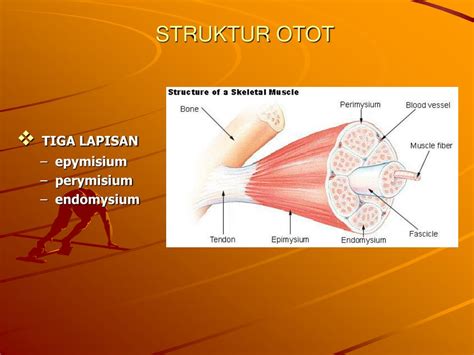 Populer Struktur Otot Rangka, Hewan Invertebrata