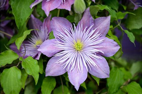 clematis-crystal-fountain-4 Clematis Plants, Autumn Clematis, Clematis ...