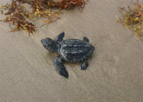 Are Kemp'S Ridley Sea Turtles Endangered - Turtlean