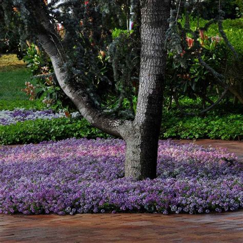 Drought Tolerant Lavender Alyssum Seeds For Ground Covers, Hanging ...