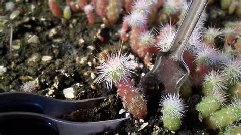 How to repot a small cactus, Propagation - YouTube