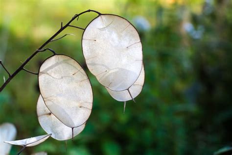 Money Plant: How to Grow Lunaria (Silver Dollar plant) – Sow Right Seeds