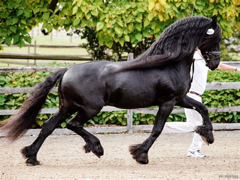 Iron Spring Farm Warmblood and Friesian Stallions and Horses For Sale ...