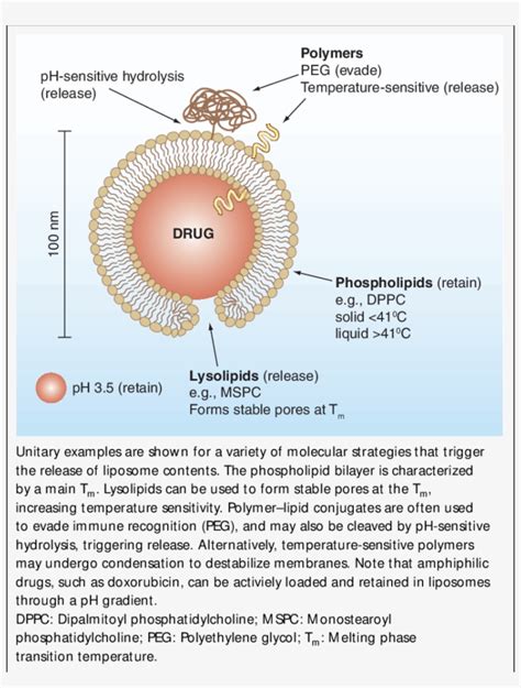 Schematic Of Triggered-release Liposome Structure - Structure PNG Image ...