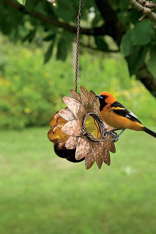 How to Choose the Best Oriole Feeder for Your Back Yard – We Love ...