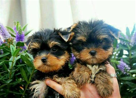 For Sale: Teacup Yorkie Puppies For Slae - Kingston Town