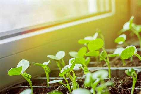 How to Start Seeds Indoors: The Complete Guide