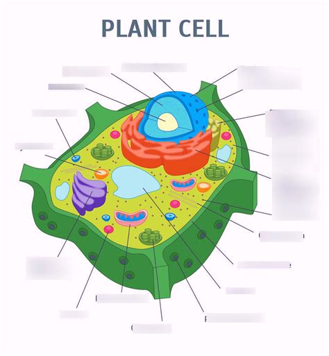 Plant Cell Parts - Holler's Honors Biology (Part B), Plant Cell Parts ...