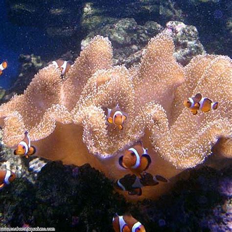 18 best Toadstool Corals images on Pinterest | Toadstool coral ...