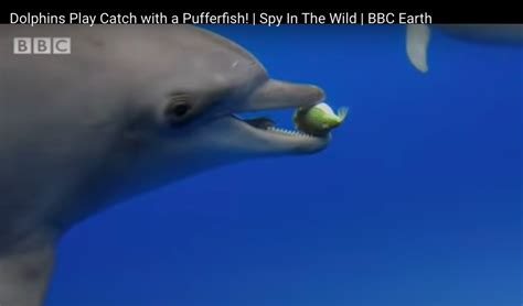 Dolphins puffer fish - Dolphin and Whale Foods, Inc