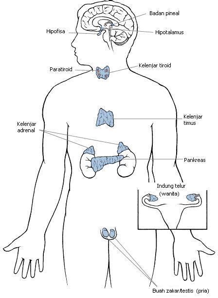 Anatomi Kelenjar Endokrin