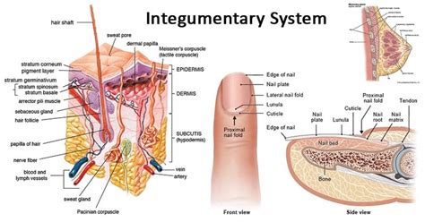 Integumentary System- Definition, organs, functions, diseases