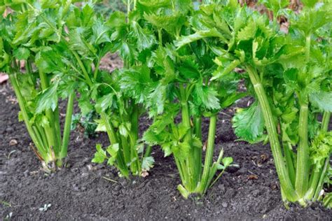 Growing Celery Indoors is Possible