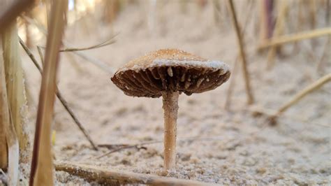 Sand Dune Wildlife Guided Walks - Sands of LIFE