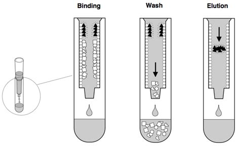 ONU Biology 217: Module 3, Lab 09 - Hydrophobic Interaction ...