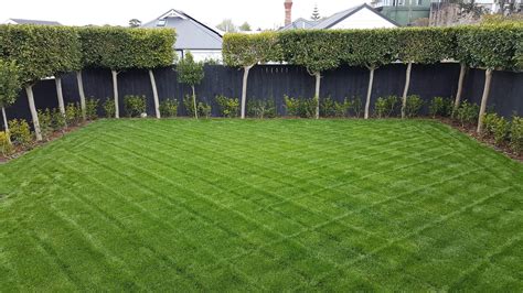 Tall Fescue lawn from New Zealand : lawncare