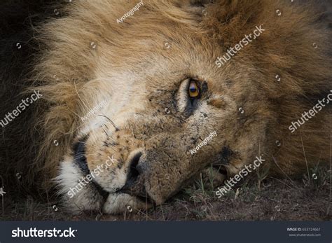 Male Lion Thick Mane Portrait Stock Photo 653724661 | Shutterstock